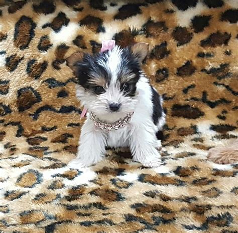 yorkies for sale in albuquerque nm|yorkie puppies in new mexico.